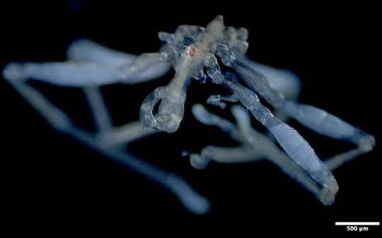 Cientistas acham aranha-do-mar com pernas peludas e três lábios