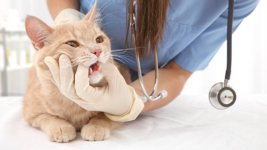 Leve seu pet ao veterinário mais próximo o mais rápido possivel