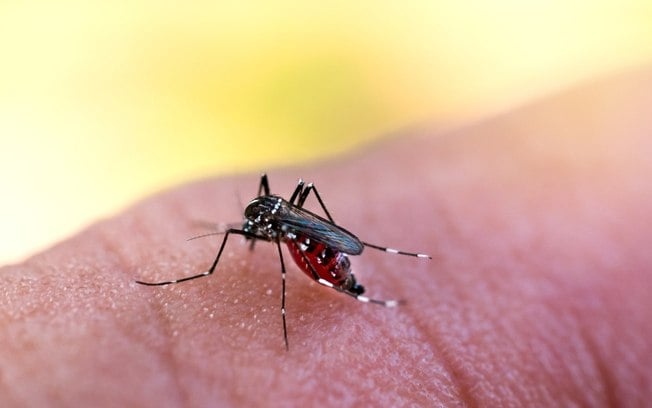 Quem tem dengue pode contaminar outra pessoa? Entenda como funciona a transmissão da doença