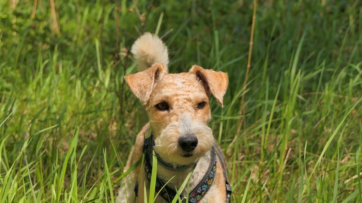 Fox Terrier Pelo Duro