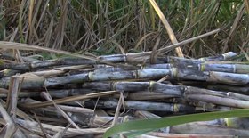 Bahia intensifica prevenção contra Fusariose da banana