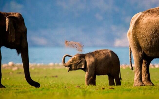 Esses filhotes de elefante são as coisas mais fofas que você vai ver hoje