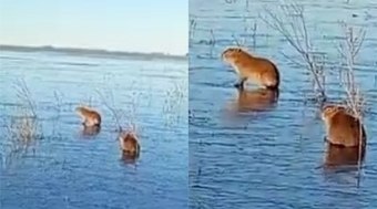 Capivaras%20deslizam%20em%20lago%20congelado%20durante%20frio%20extremo