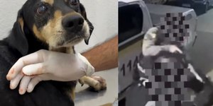 Cachorro é baleado por PM durante abordagem no Rio Grande do Sul