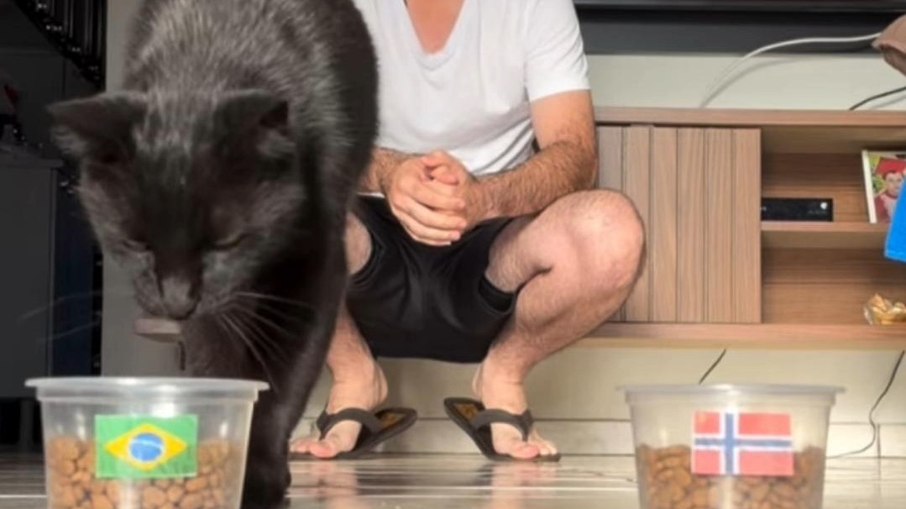 Milu, o gato vidente, prevê destino do Brasil contra Noruega