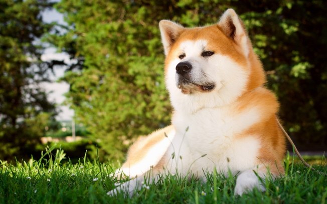 Conheça a raça de cão japonesa conhecida por ser a mais querida