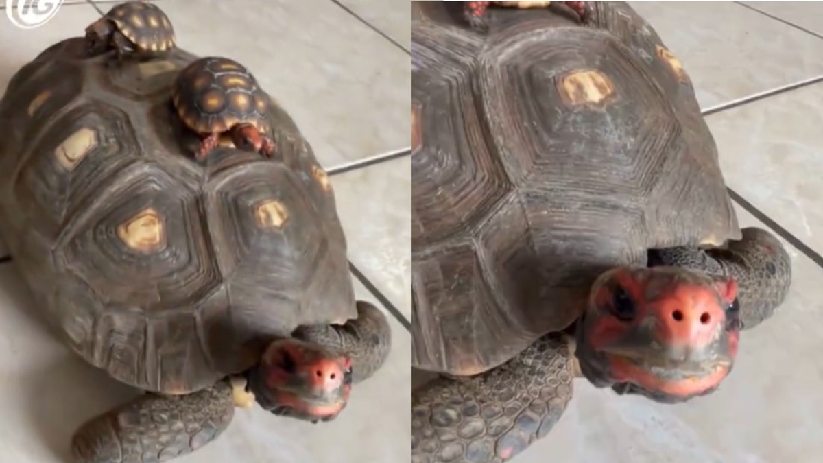 Jabuti passeia tranquilamente com filhotes em cima do casco