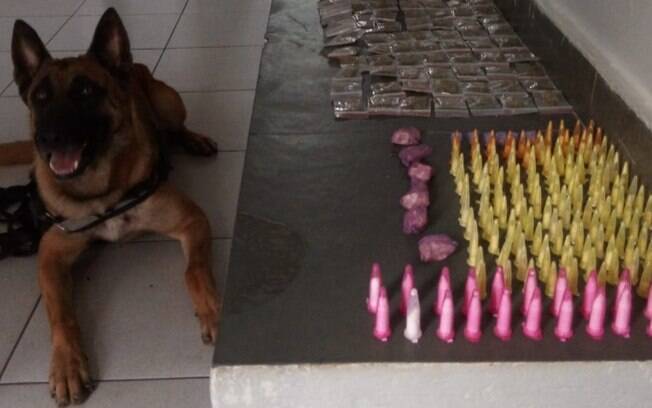 Cão da GM apreende drogas em terreno baldio do Cidade Singer