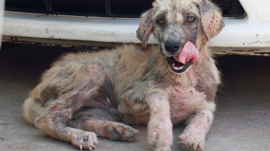 Cachorro com sinais avançados de sarna negra