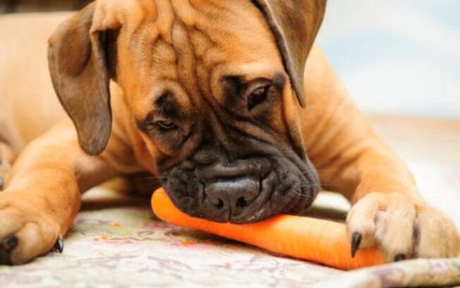 A cenoura é um dos alimentos que ajuda na mastigação de na saúde dos dentes do cão 