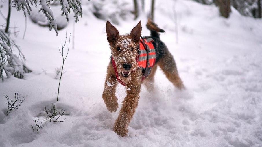 Airedale Terrier