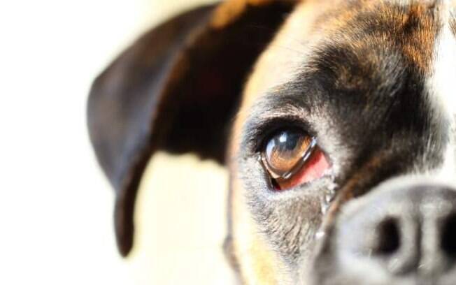 É possível tratar e evitar a conjuntivite canina