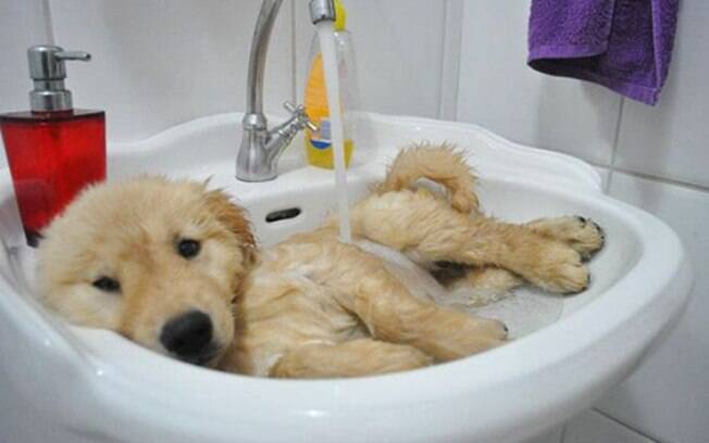 No dias frios é importante conhecer mais sobre o banho à seco em cachorros