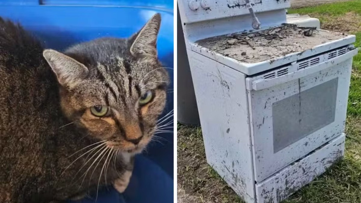 Gato sobrevive escondido em forno após enchentes devastarem Texas