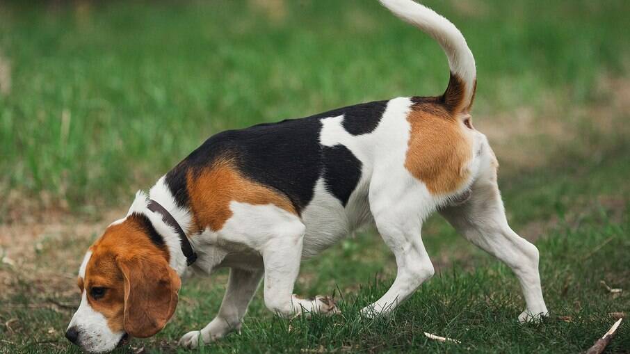 Os Beagles são excelentes farejadores