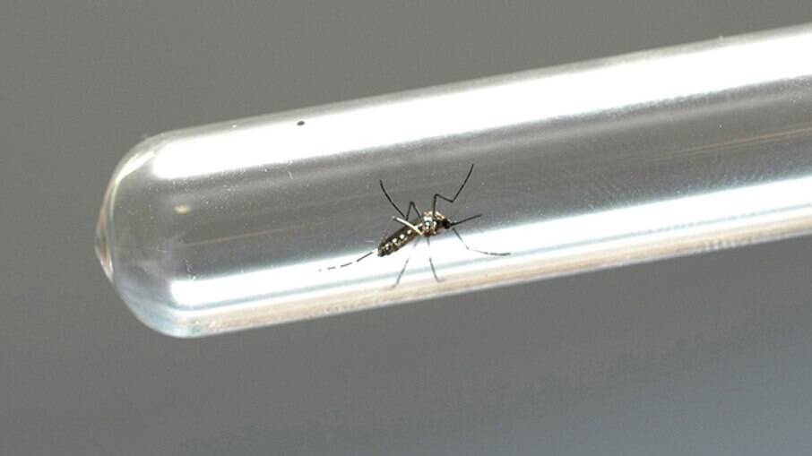 Aedes Aegypt, the mosquito that transmits dengue fever