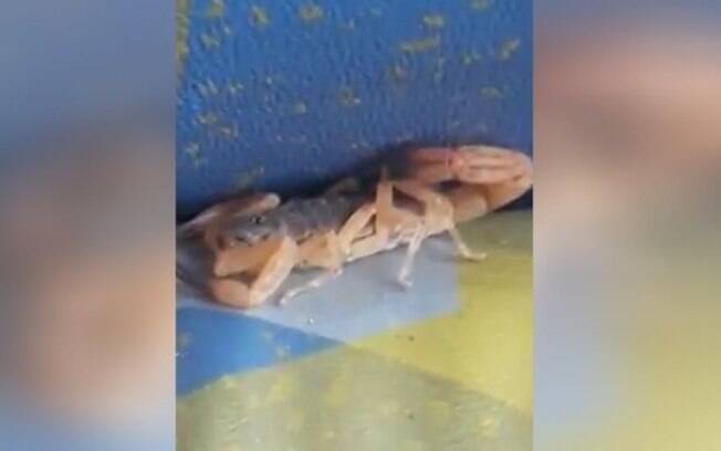 Vídeo que circula nas redes sociais mostra animal em um ônibus de Campinas.