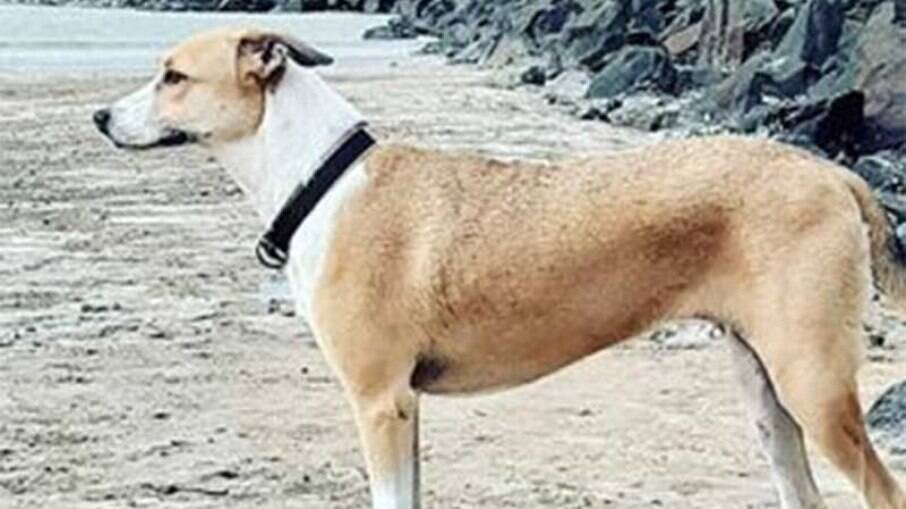 Pandora, a cadela que desapareceu no aeroporto