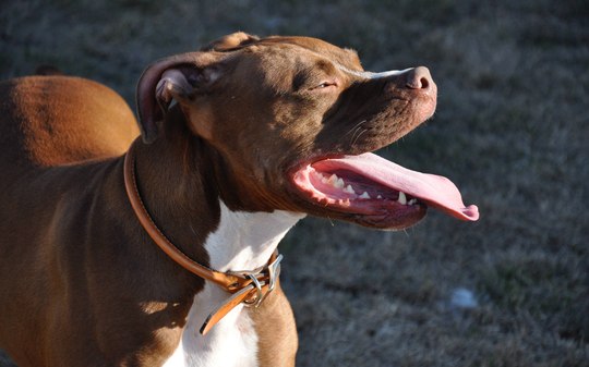 Pitbulls são bravos mesmo? Entenda a personalidade da raça