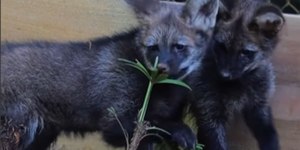 Zoo de SP recebe dois filhotes de lobo-guará e celebra nascimento