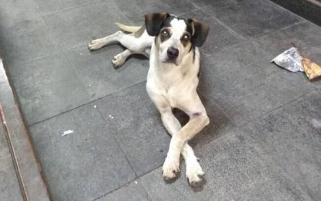 Caso do cachorro morto no Carrefour está sendo investigado pela polícia