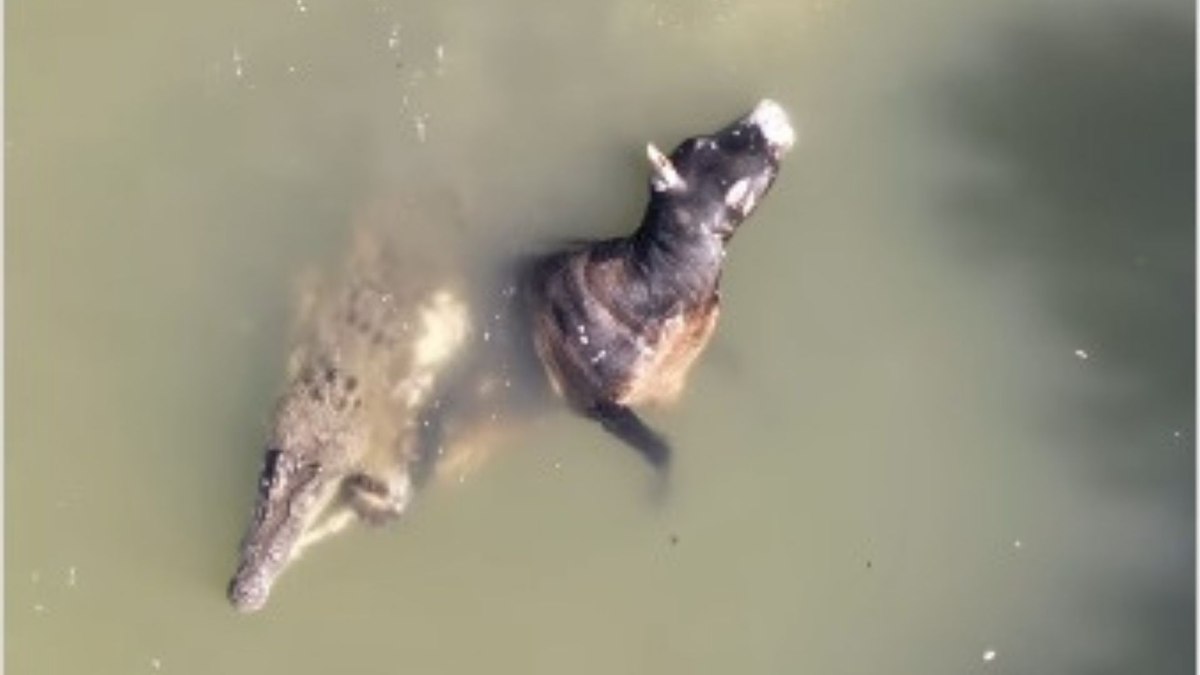 Fotógrafo registra crocodilo gigante devorando vaca na Austrália Fotógrafo registra crocodilo gigante devorando vaca na Austrália
