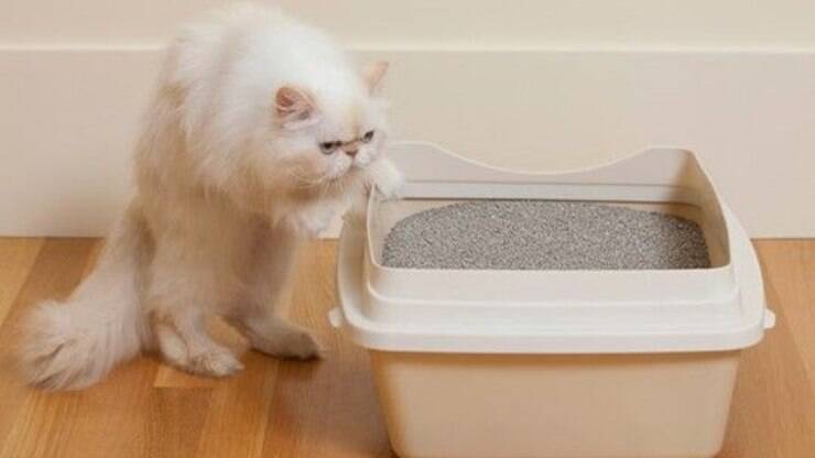 Caixa de areia, Caixa de areia gato, Ideias de caixa de areia