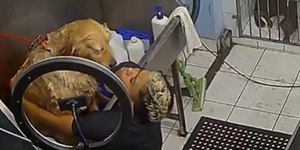 Cachorro ignora show dramático em banho e vídeo viraliza