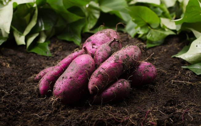 Como plantar batata-doce em vaso de forma fácil