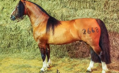 Morre Del Oeste Zorrino, cavalo que mudou a raça Crioula