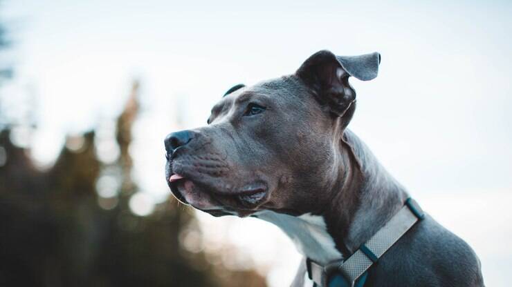 Saiba quais são os problemas de saúde mais comuns em cães da raça Pitbull