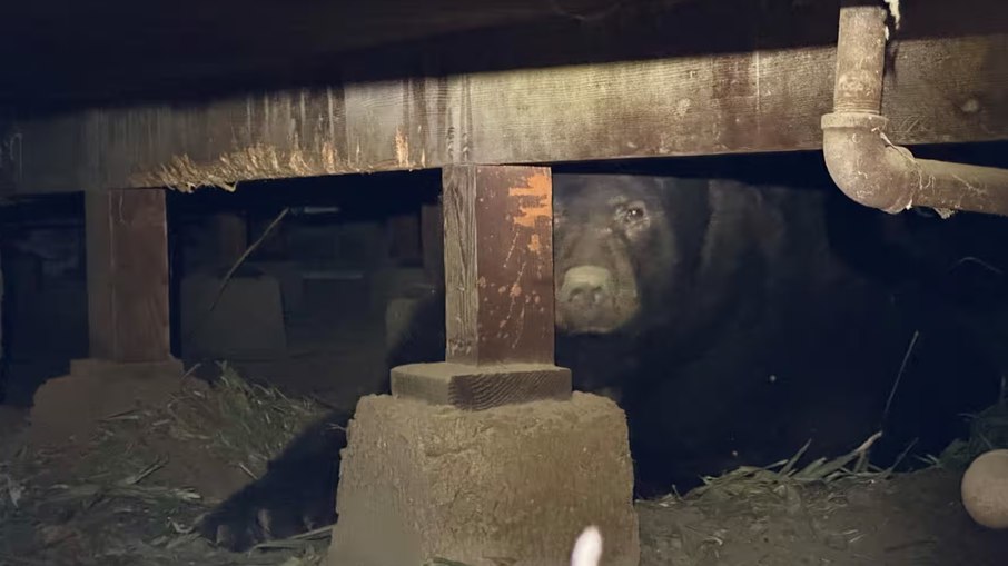 Urso conhecido como Beary, embaixo de uma casa em Altadena, Califórnia Urso conhecido como Beary, embaixo de uma casa em Altadena, Califórnia