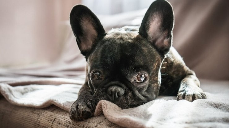 4 características do cachorro da raça buldogue francês
