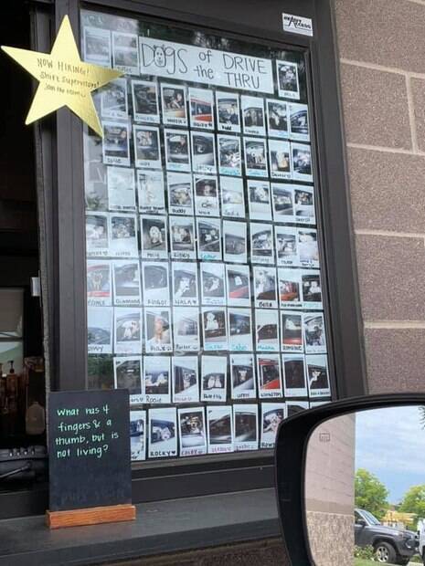 Foto do quadro do Starbucks com fotos de cachorros