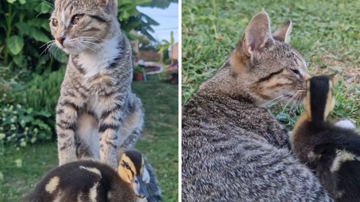 Gato e filhote de pato amigos conquistam a web