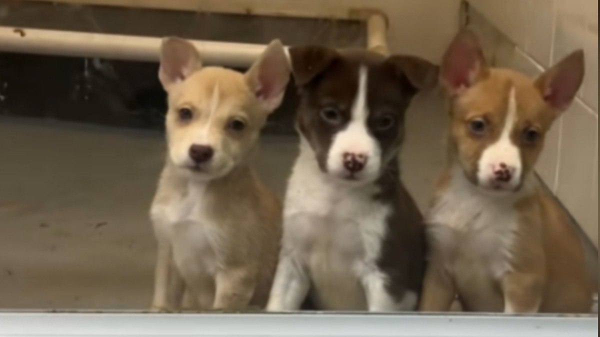 Tudo por carinho: Pinscher 