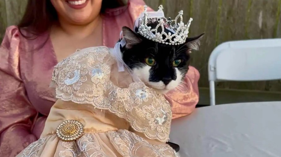 A gata recebeu uma produção especial para celebrar o aniversário. A gata recebeu uma produção especial para celebrar o aniversário.