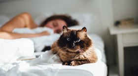 Dormir junto do pet faz bem para o sono; saiba mais
