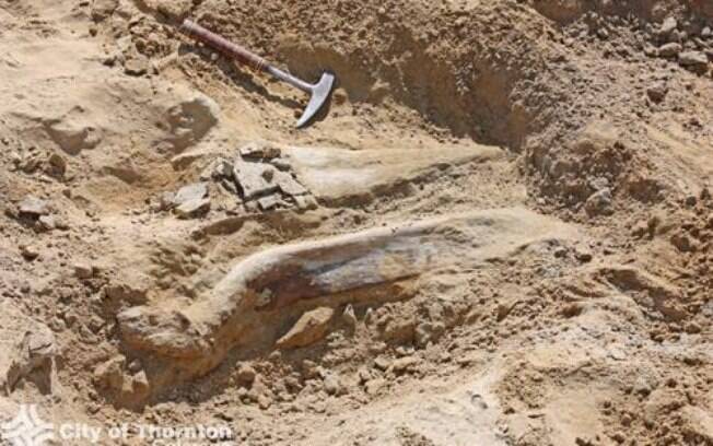 A equipe de uma construtora trabalhava nas escavações de uma obra quando se deparou com o dinossauro