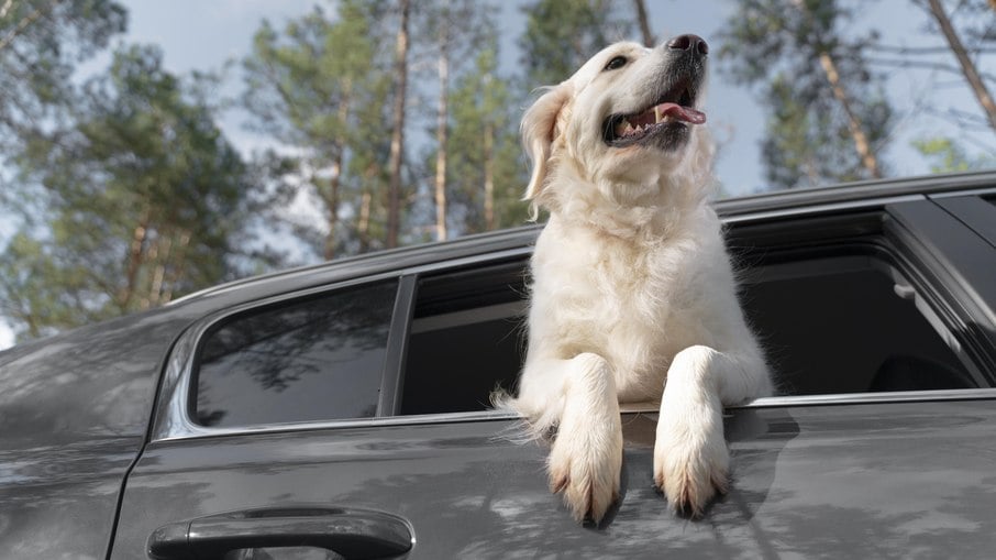 Transportar seu pet na janela pode render multa, além de ser perigoso para o animal