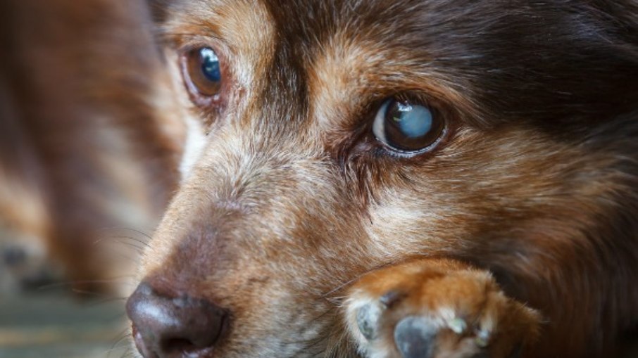 Técnica com pele de tilápia trata olhos de cães e pode chegar a humanos Técnica com pele de tilápia trata olhos de cães e pode chegar a humanos