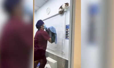 Gato dá olé em veterinários e mostra que é mestre da fuga