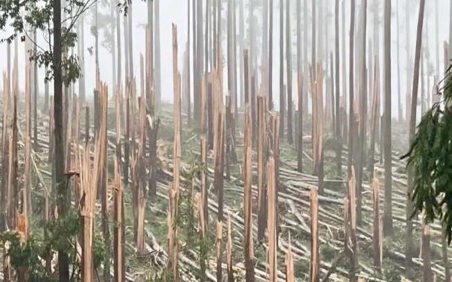 Tornado em Espigão Alto do Sul (PR) destruiu uma plantação de eucaliptos