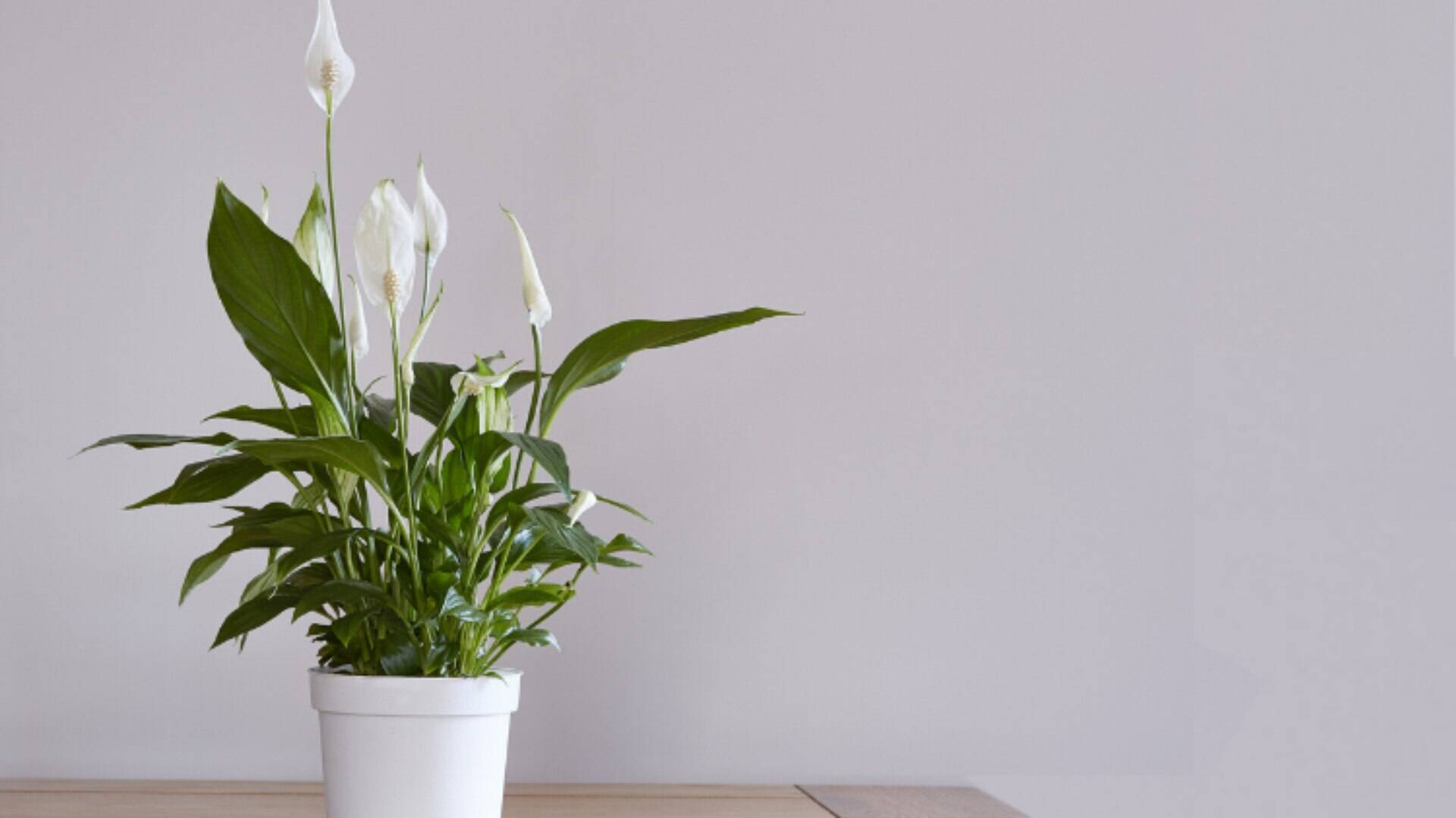 Benefícios vão além da decoração: 5 plantas que ajudam a reduzir umidade da  casa | O Bom da Notícia