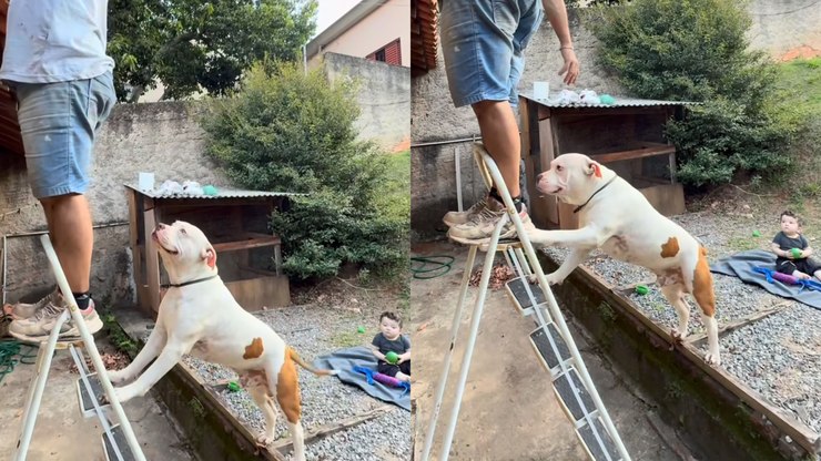 Pitbull acompanha manutenção do telhado e ajuda a segurar escada