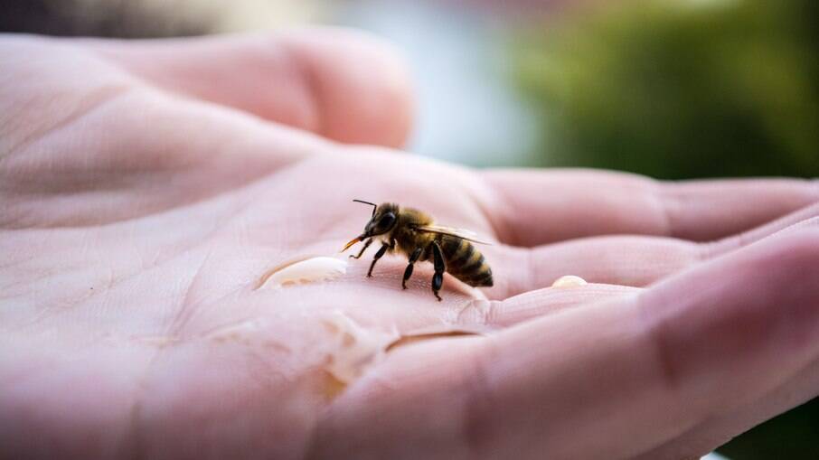 Picadas de insetos como abelhas, vespas e marimbondos estão entre os principais causadores do choque anafilático em animais 