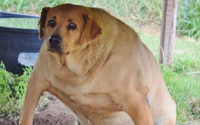 Daisy é uma cadela obesa que foi resgatada 