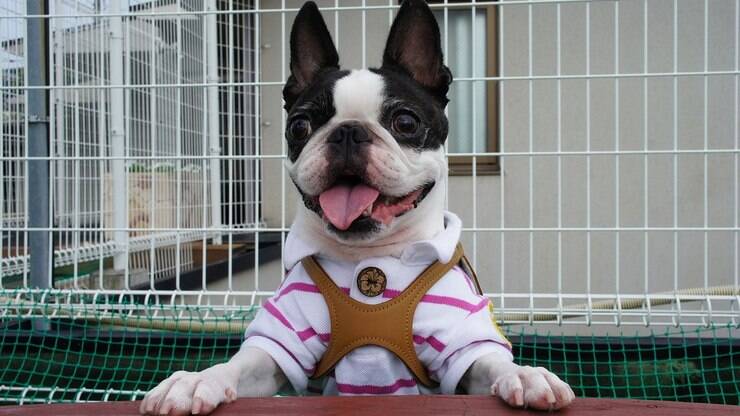 Guia de Raças: Boston Terrier, um cavalheiro americano