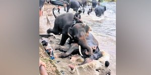 VÍDEO: turista morre esmagada após briga entre elefantes