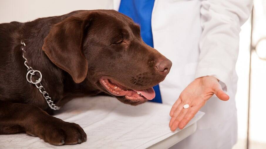 Medicamentos humanos e veterinários equivalentes possuem o mesmo principio ativo, o que muda é a dosagem